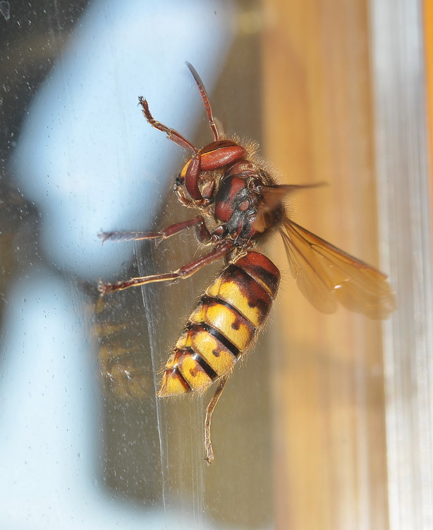 Vespa crabro -  in casa